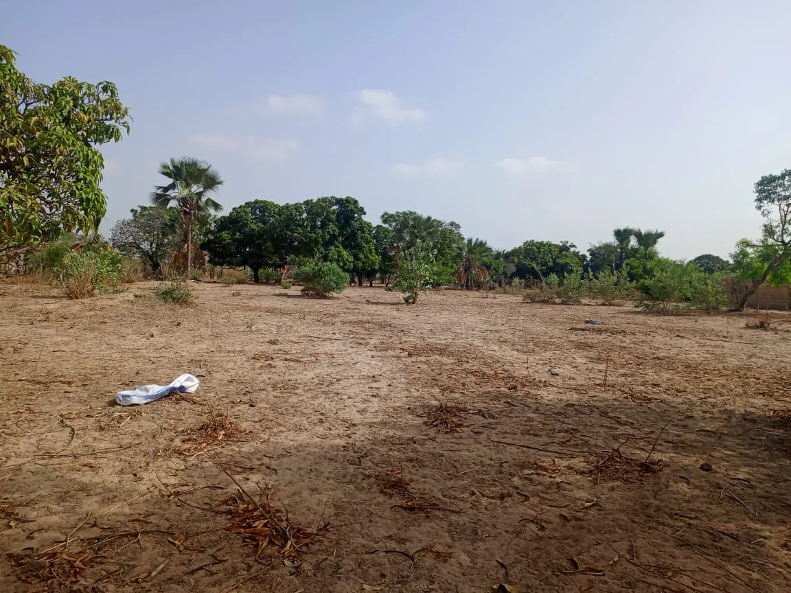 Verger fonctionnel de 9662 m² à 2 km de Fandéne - Thiès